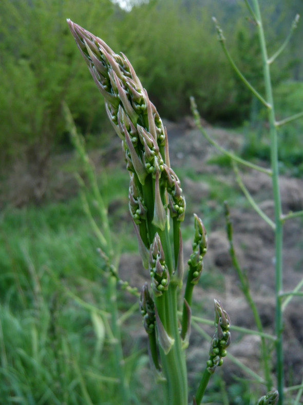 Asperge (aspargus officinalis)