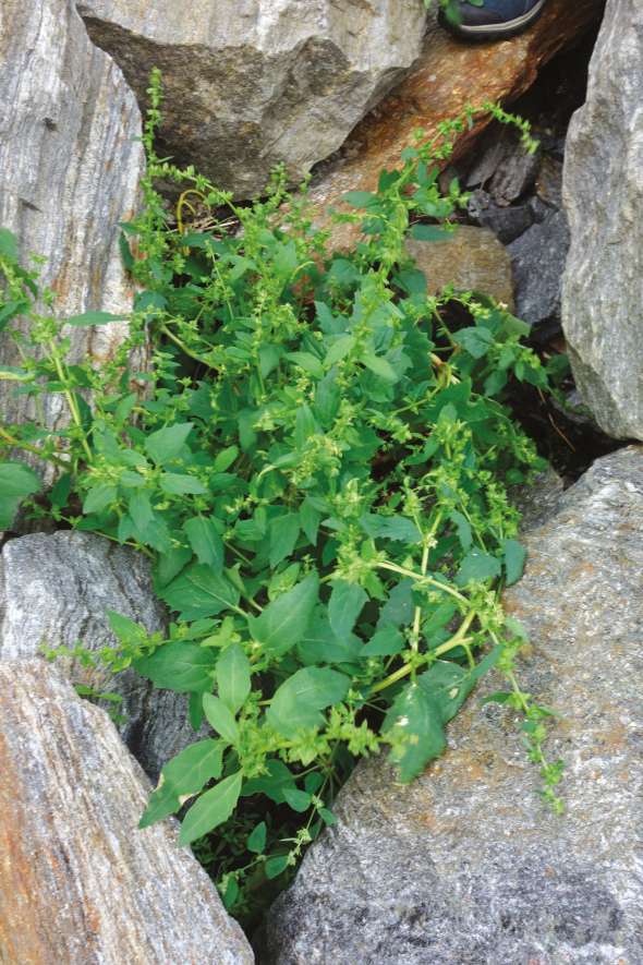 Arroche étalée (Atriplex patula)