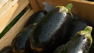 Aubergines