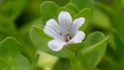 Bacopa monieri