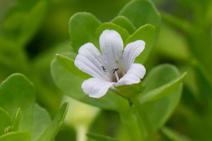 Bacopa monieri