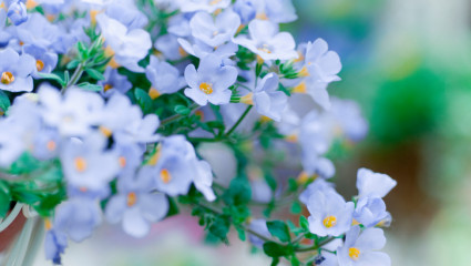 Bacopa