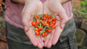 Baie de goji contre le vieillissement