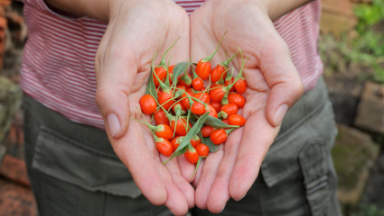 Baie de goji contre le vieillissement