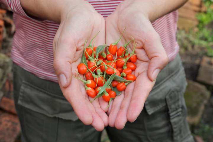 Baie de goji contre le vieillissement