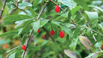 Baies de goji et prévention de la DMLA