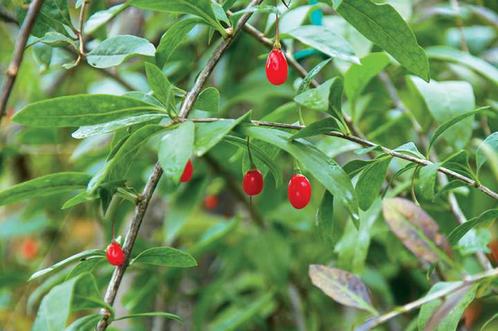 Baies de goji et prévention de la DMLA