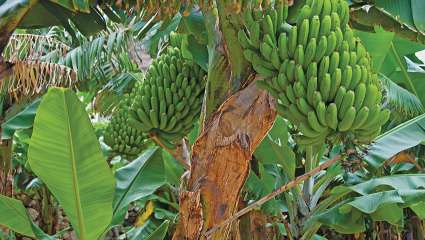 Un champignon menace la banane Cavendish d'extinction