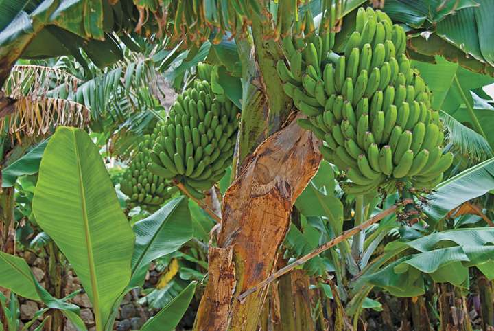 Un champignon menace la banane Cavendish d'extinction