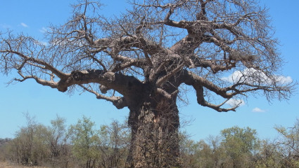 Baobab