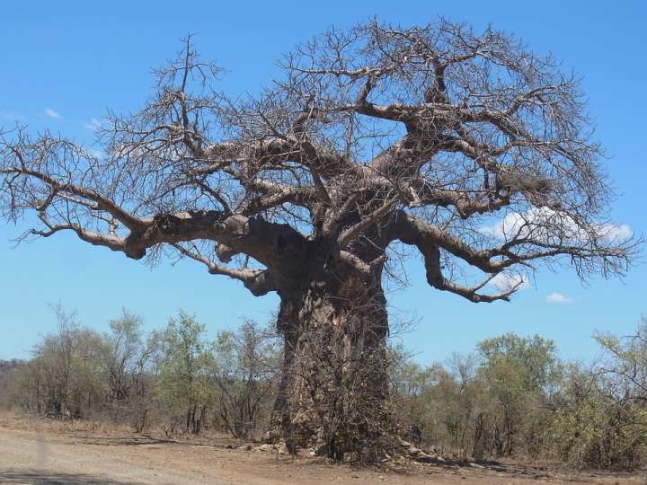 Baobab