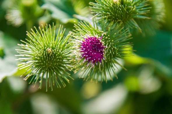 Bardane (arctium lappa)