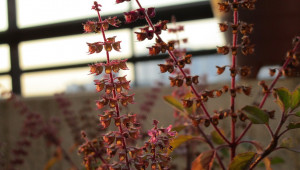 Tulsi ou basilic sacré