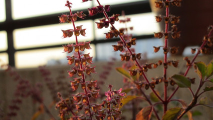 Tulsi ou basilic sacré