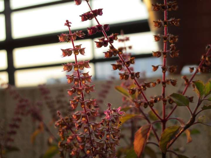 Tulsi ou basilic sacré