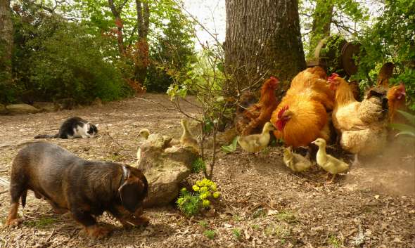 La terre de diatomée pour les animaux