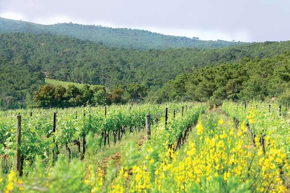 © Gilles Deschamps / Le domaine Château Beauregard Mirouze, dans les Corbières (Aude), produit en biodynamie depuis 2018.