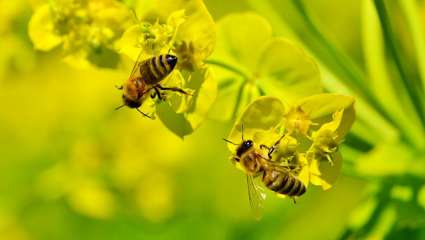 les abeilles