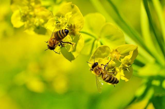 les abeilles