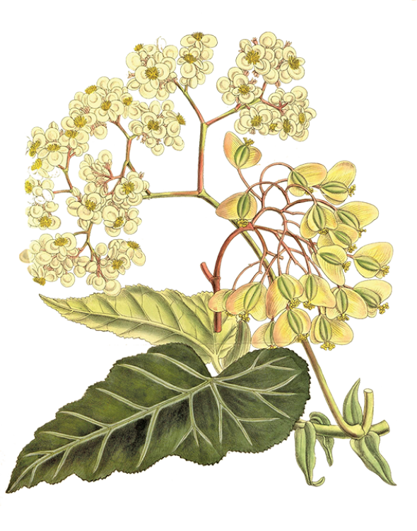 Begonia angularis