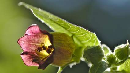 Atropa Belladonna