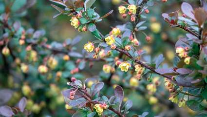 Les non-dits de Berberis