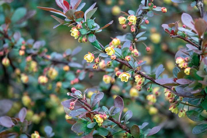 Les non-dits de Berberis