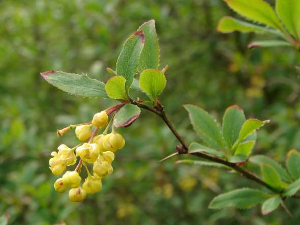 Les fleurs, réunies en grappes, sont munies de 6 sépales, 6 pétales jaunes et 6 étamines.