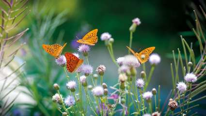 Certains insectes ont perdu 80 % de leurs populations