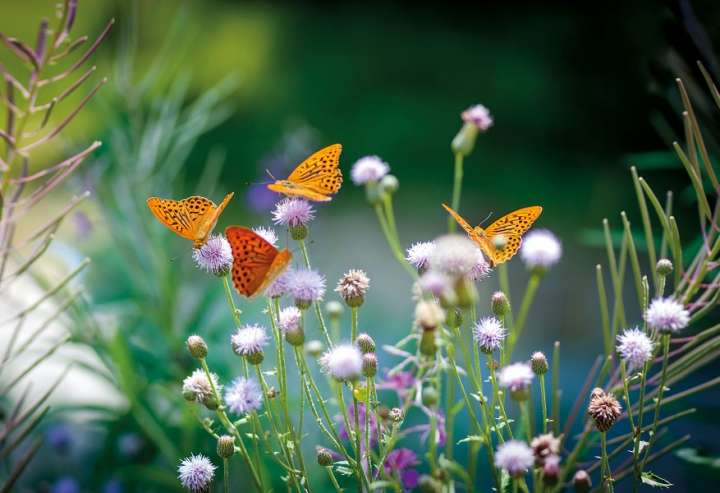 Certains insectes ont perdu 80 % de leurs populations