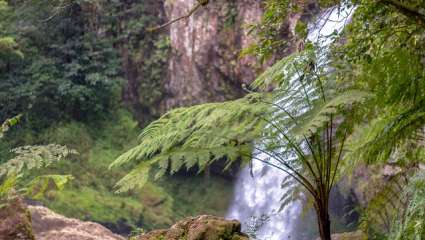 Biodiversité