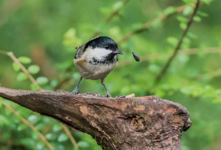 bird seed