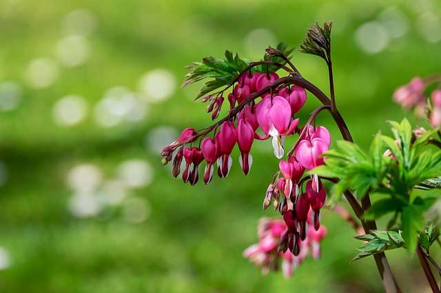 Fleurs