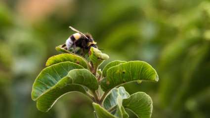 Le bourdon avance la floraison