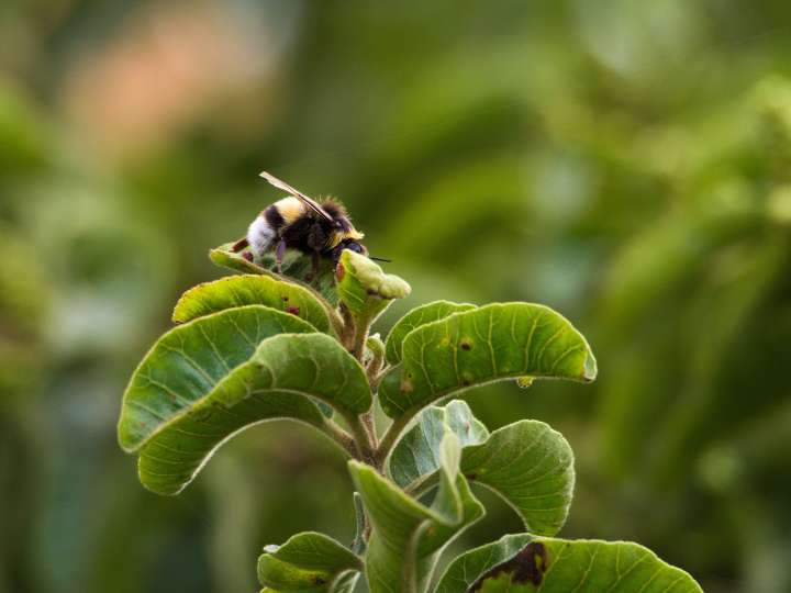 Le bourdon avance la floraison