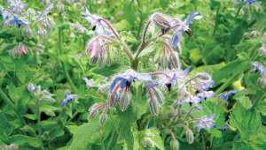 Borago officinalis