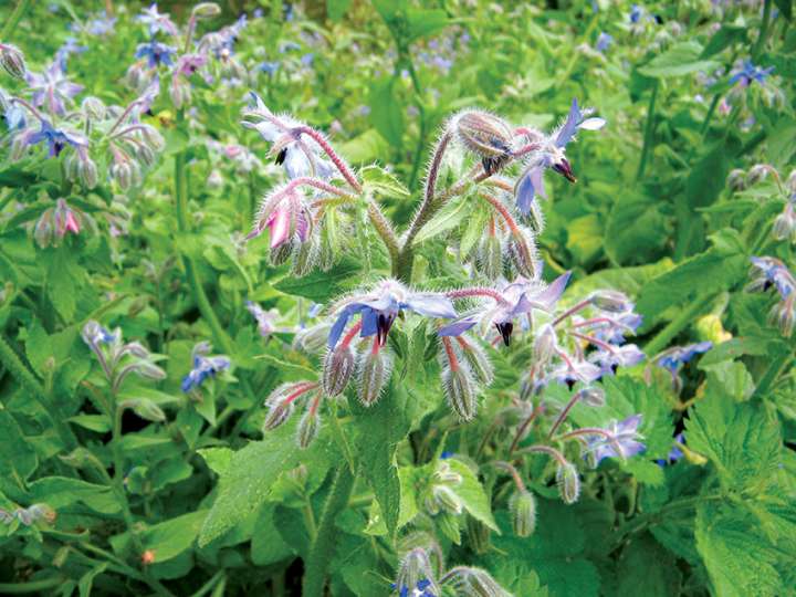 Borago officinalis