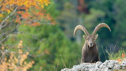 Restaurer ou réensauvager la nature ? Un véritable débat scientifique