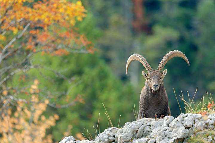 Restaurer ou réensauvager la nature ? Un véritable débat scientifique