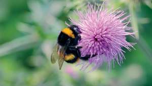 Les pesticides perturbent les signaux émis par les fleurs