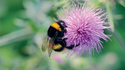 Les pesticides perturbent les signaux émis par les fleurs