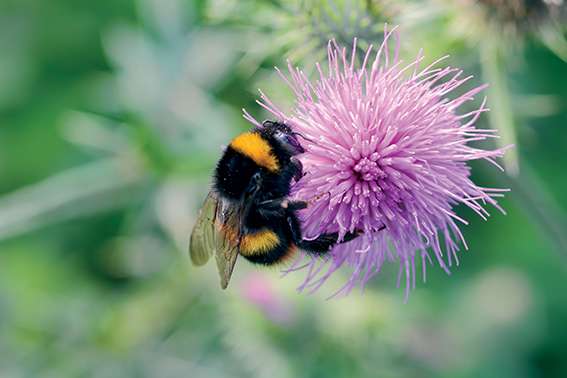 Les pesticides perturbent les signaux émis par les fleurs