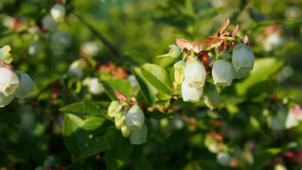 bourgeon de myrtillier