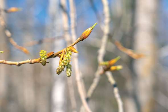 La propolis brune, issue des bourgeons de peuplier