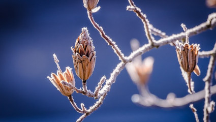 Bourgeons