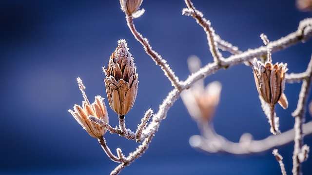 Bourgeons