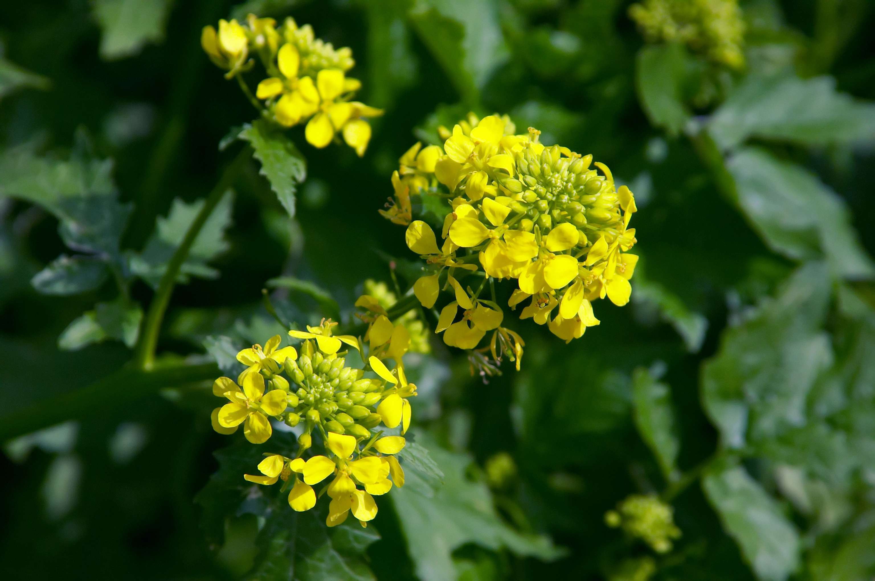 Les vertus de la moutarde noire- Plantes et Santé