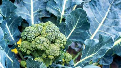Les choux et brocolis remodèlent le microbiote intestinal