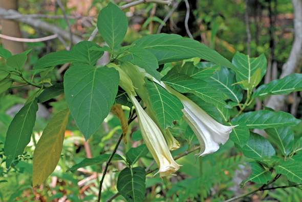 Brugmansia suaveolens