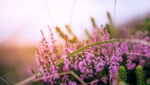 Bruyère callune (Calluna vulgaris)